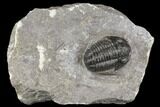 Detailed Gerastos Trilobite Fossil - Morocco #141677-1